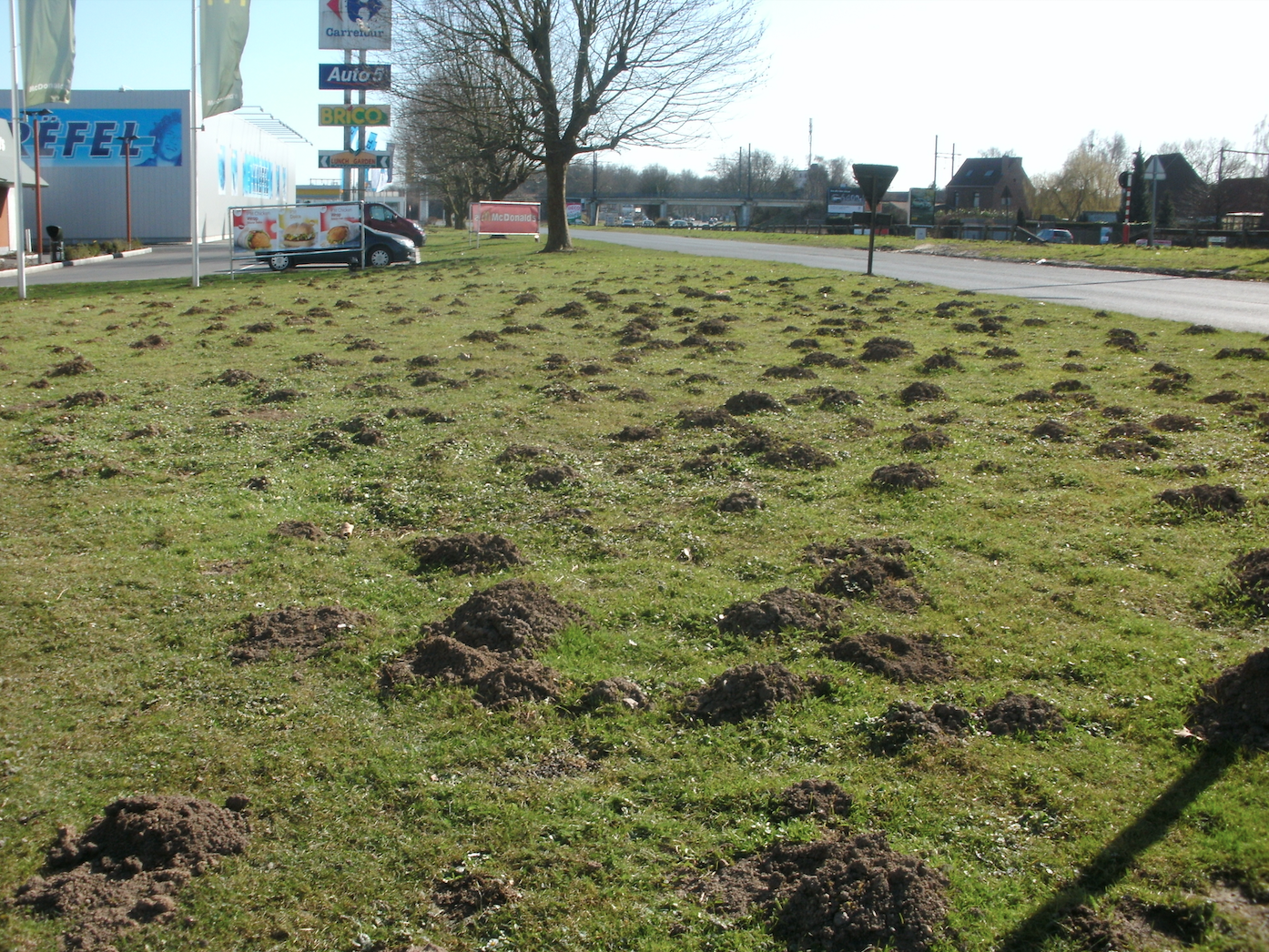 Taupinière dans le zoning de Froyenne à Tournai